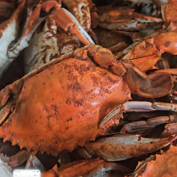 Close-up of several seasoned, cooked crabs, showcasing their vibrant orange shells and claws.